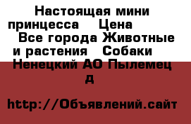 Настоящая мини принцесса  › Цена ­ 25 000 - Все города Животные и растения » Собаки   . Ненецкий АО,Пылемец д.